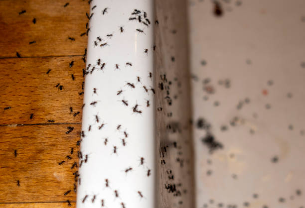 Wildlife Control Services in Cherry Grove, OH